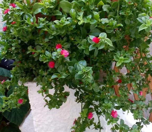 Gæstehus Irida Maria 3*