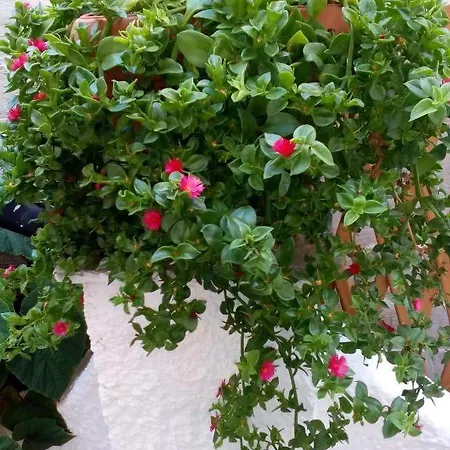 Maison d'hôtes Irida Maria 3*